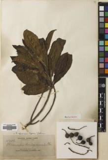 Type specimen at Edinburgh (E). Elmer, Adolph: 11712. Barcode: E00680855.