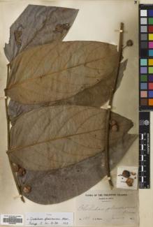 Type specimen at Edinburgh (E). Wenzel, Chester: 188. Barcode: E00680863.