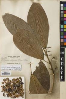 Type specimen at Edinburgh (E). Elmer, Adolph: 12621. Barcode: E00680864.