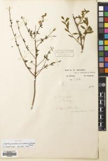 Type specimen at Edinburgh (E). Wilson, Ernest: 1754. Barcode: E00680950.