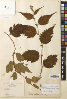 Type specimen at Edinburgh (E). Maire, Edouard-Ernest: 2330. Barcode: E00680955.