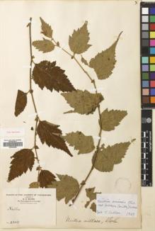 Type specimen at Edinburgh (E). Maire, Edouard-Ernest: 2330. Barcode: E00680956.