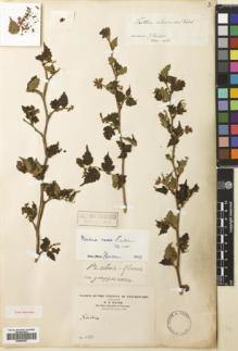 Type specimen at Edinburgh (E). Maire, Edouard-Ernest: 1120. Barcode: E00680957.