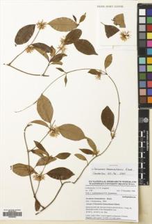 Type specimen at Edinburgh (E). Jongkind, Carel: 3583. Barcode: E00680960.