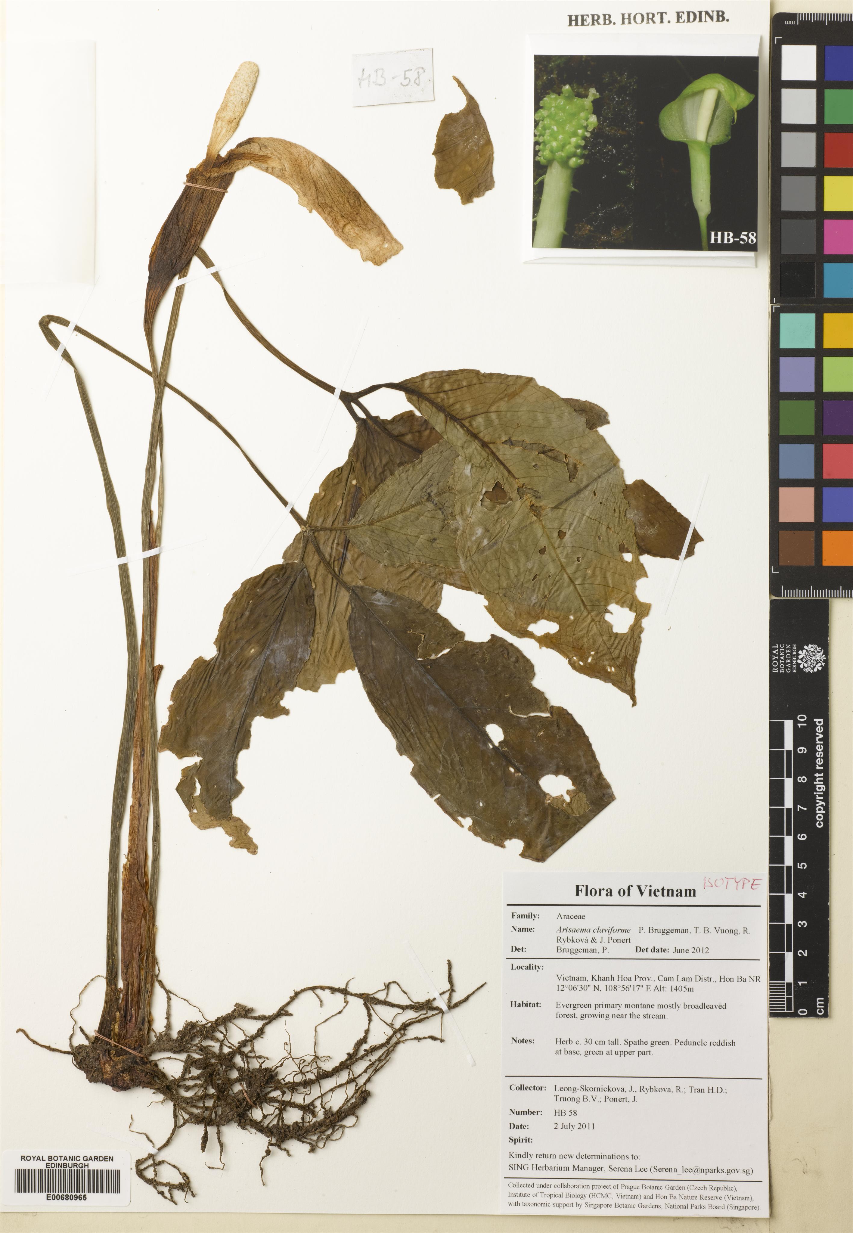 Arisaema claviforme — ảnh 3