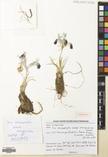 Type specimen at Edinburgh (E). Güner, Adil: 15713. Barcode: E00680970.
