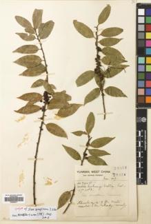 Type specimen at Edinburgh (E). Forrest, George: 15437. Barcode: E00680977.