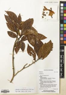 Type specimen at Edinburgh (E). MacDonald, J.; Ismail, R.: 4169. Barcode: E00680982.