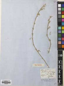 Type specimen at Edinburgh (E). Gillies, John: . Barcode: E00680984.