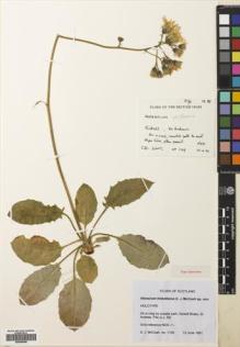 Type specimen at Edinburgh (E). McCosh, David: 1129. Barcode: E00680988.