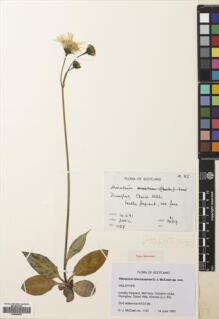 Type specimen at Edinburgh (E). McCosh, David: 1157. Barcode: E00680992.