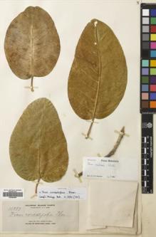 Type specimen at Edinburgh (E). Elmer, Adolph: 10997. Barcode: E00680996.