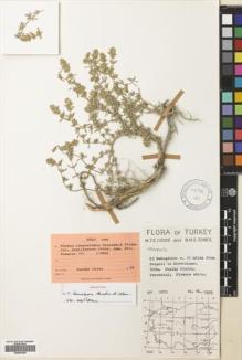 Type specimen at Edinburgh (E). Coode, Mark; Jones, Brian: 2255. Barcode: E00681000.