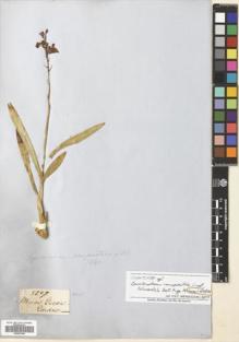 Type specimen at Edinburgh (E). Gardner, George: 5207. Barcode: E00681006.