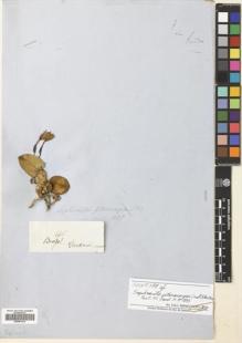 Type specimen at Edinburgh (E). Gardner, George: 665. Barcode: E00681010.