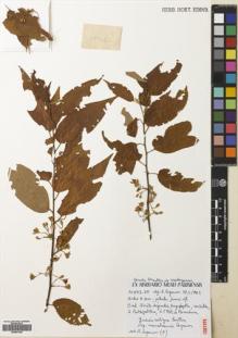 Type specimen at Edinburgh (E). Capuron, R: 20873-SF. Barcode: E00681025.