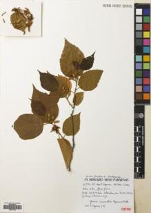 Type specimen at Edinburgh (E). Capuron, R: 20727-SF. Barcode: E00681026.