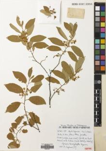Type specimen at Edinburgh (E). Capuron, R: 20702-SF. Barcode: E00681027.