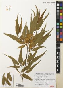 Type specimen at Edinburgh (E). Chauvet, Francoise: 248. Barcode: E00681028.