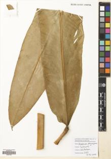 Type specimen at Edinburgh (E). Poulsen, Axel; Ardiyani, Marlina; Kananga, Buen; Lasut, Theogius: 2615. Barcode: E00681042.