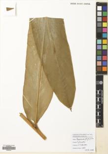 Type specimen at Edinburgh (E). Poulsen, Axel; Ardiyani, Marlina; Kananga, Buen; Lasut, Theogius: 2615. Barcode: E00681043.