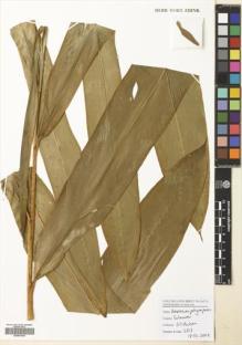 Type specimen at Edinburgh (E). Poulsen, Axel; Ardiyani, Marlina; Kananga, Buen; Lasut, Theogius: 2615. Barcode: E00681044.