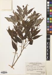 Camellia gracilipes — ảnh 3