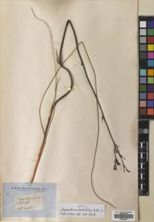 Type specimen at Edinburgh (E). Brown, Robert: . Barcode: E00682555.