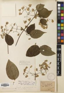 Type specimen at Edinburgh (E). Henry, Augustine: 11586B. Barcode: E00683039.