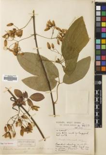Type specimen at Edinburgh (E). Forrest, George: 9605. Barcode: E00683059.