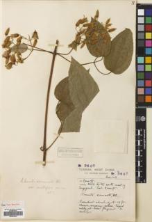 Type specimen at Edinburgh (E). Forrest, George: 9446. Barcode: E00683060.