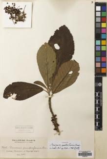 Type specimen at Edinburgh (E). Elmer, Adolph: 9209. Barcode: E00683161.
