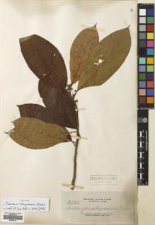 Type specimen at Edinburgh (E). Elmer, Adolph: 12535. Barcode: E00683162.