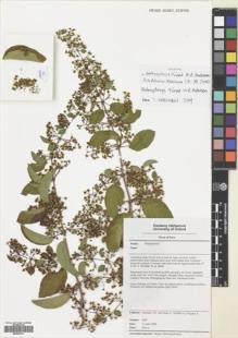 Type specimen at Edinburgh (E). Särkinen, Tiina; Daza, Aniceto; Vandrot, Hervé; D`ugard, Sylvia: 3063. Barcode: E00683211.