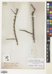 Type specimen at Edinburgh (E). Balfour, Isaac; Cockburn, C.J.; Scott, Alexander: 656. Barcode: E00683215.