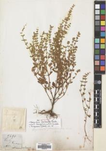 Type specimen at Edinburgh (E). Gardner, George: 2694. Barcode: E00683218.
