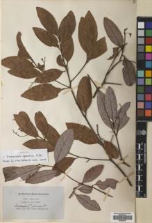 Type specimen at Edinburgh (E). Banks, Joseph; Solander, Daniel: . Barcode: E00684547.