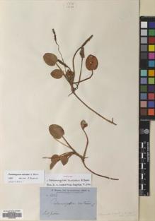 Type specimen at Edinburgh (E). Brown, Robert: 5808. Barcode: E00684628.