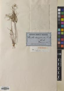 Type specimen at Edinburgh (E). Drummond, James: . Barcode: E00684972.