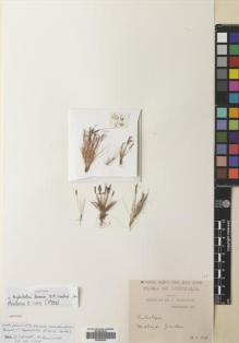 Type specimen at Edinburgh (E). Morrison, Alexander: . Barcode: E00685504.