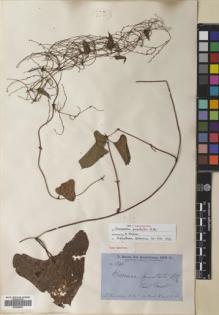 Type specimen at Edinburgh (E). Brown, Robert: 5645. Barcode: E00685587.