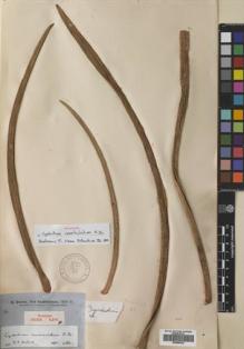Type specimen at Edinburgh (E). Brown, Robert: . Barcode: E00686022.