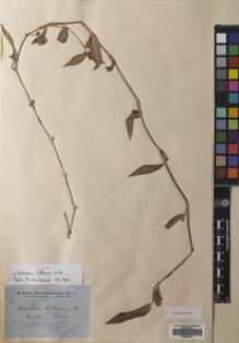Type specimen at Edinburgh (E). Brown, Robert: . Barcode: E00686211.