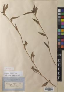 Type specimen at Edinburgh (E). Brown, Robert: . Barcode: E00686212.
