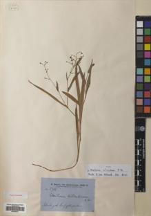 Type specimen at Edinburgh (E). Brown, Robert: 5745. Barcode: E00686237.