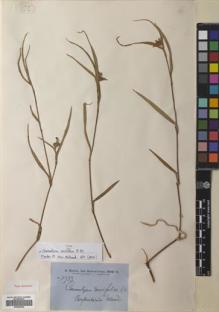 Type specimen at Edinburgh (E). Brown, Robert: 5733. Barcode: E00686244.