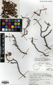 Type specimen at Edinburgh (E). Miller, Anthony : 6476. Barcode: E00686853.