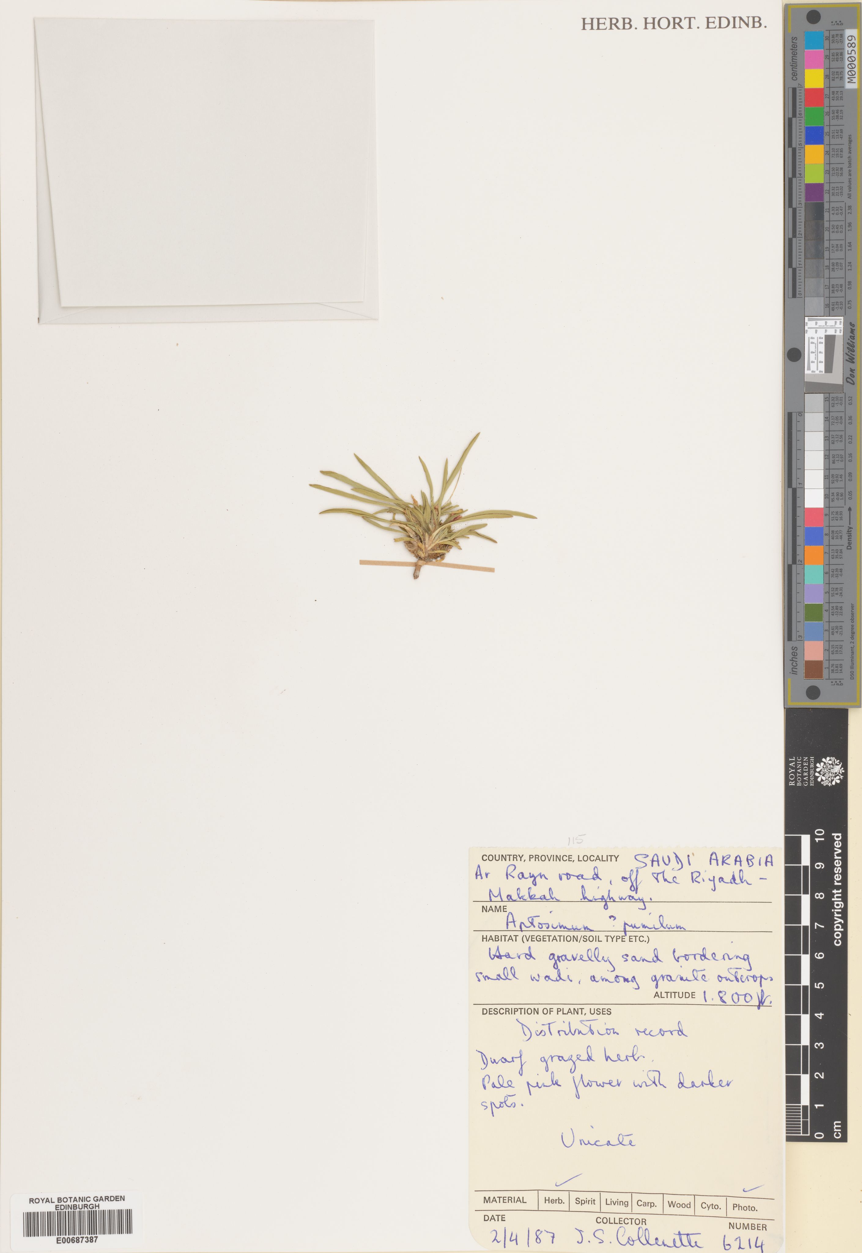 Aptosimum pumilum photograph 4