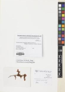 Type specimen at Edinburgh (E). Weindorfer, Gustav: 8. Barcode: E00687827.