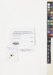 Type specimen at Edinburgh (E). Bosanquet, Sam: . Barcode: E00687996.